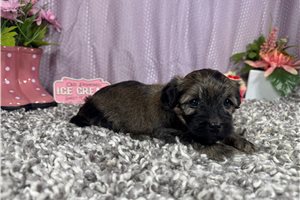 Bleu - Havanese for sale