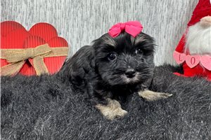 Sandy - puppy for sale