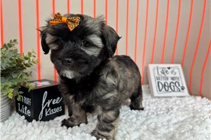Fiona - Havanese for sale