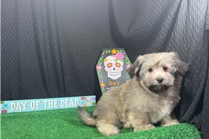 Bill - Havanese for sale