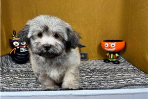 Bill - Havanese for sale