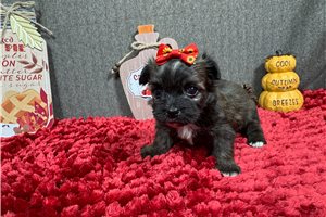 Faye - Havanese for sale