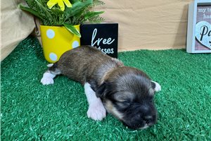 Brooke - puppy for sale