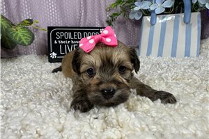 Brynlee - Havanese for sale
