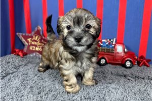 Ford - Havanese for sale