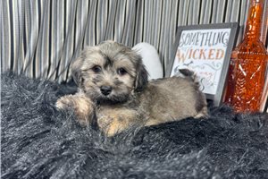 Beto - Havanese for sale