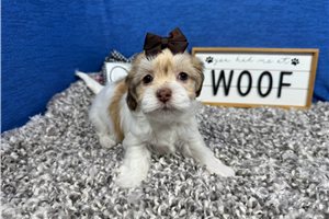 Ivey - Havanese for sale