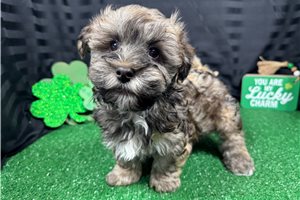 Sawyer - puppy for sale