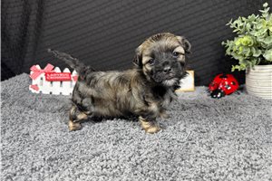Forest - Havanese for sale