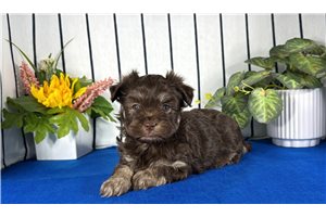 Izan - puppy for sale