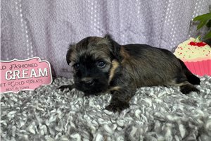 Blazer - Havanese for sale