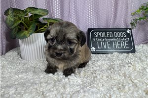 Bill - Havanese for sale