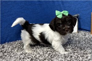 Izzy - Havanese for sale