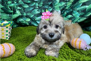 Iris - Havanese for sale