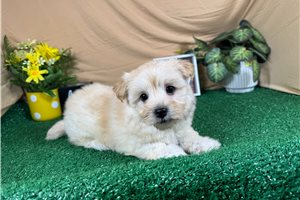 Faizon - Havanese for sale
