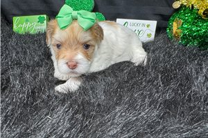 Ivey - Havanese for sale