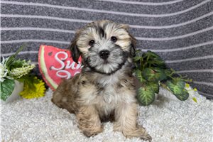 Ford - Havanese for sale