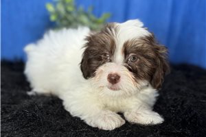 Ice - puppy for sale