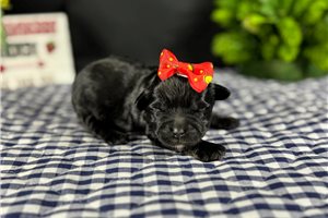 Ilianna - puppy for sale