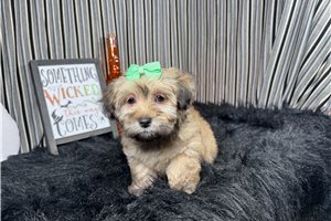 Brynlee - Havanese for sale