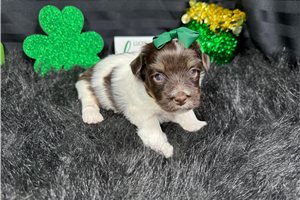 Izzy - Havanese for sale