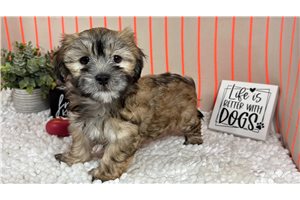 Ford - Havanese for sale