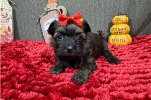 Faith - Havanese for sale