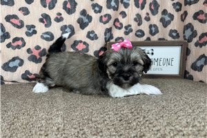Brooke - Havanese for sale