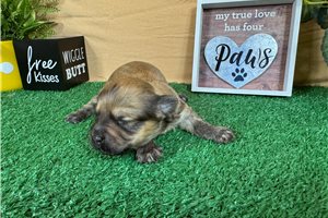 Brynlee - Havanese for sale