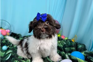 Gracelynn - Havanese for sale