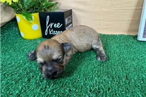 Brynlee - puppy for sale