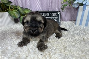 Beto - Havanese for sale