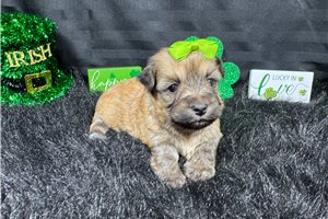 Iris - Havanese for sale