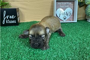 Bruna - puppy for sale