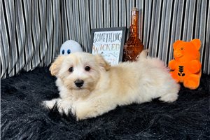 Faizon - Havanese for sale