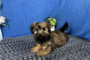 Bleu - Havanese for sale