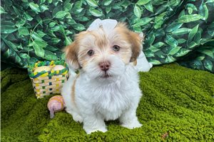Ivey - Havanese for sale