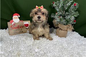 Flower - Havanese for sale