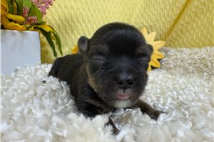Franklin - puppy for sale