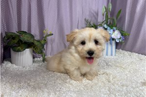 Faizon - Havanese for sale