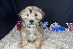 Ford - Havanese for sale