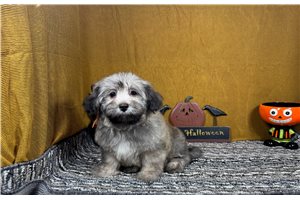 Bill - Havanese for sale