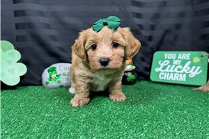 December - puppy for sale