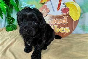 Tamara - Havapoo for sale