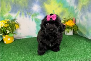 Tamara - Havapoo for sale