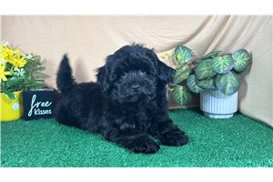 Tamara - Havapoo for sale