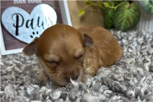Pepito - Havapoo for sale