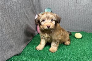 Flint - Havapoo for sale