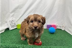 Foxx - Havapoo for sale