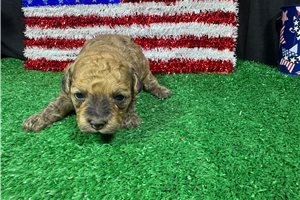 Tank - Havapoo for sale
